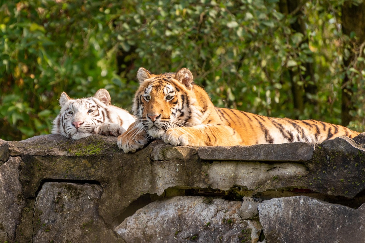 a white and orange tiger lounging on a rock together