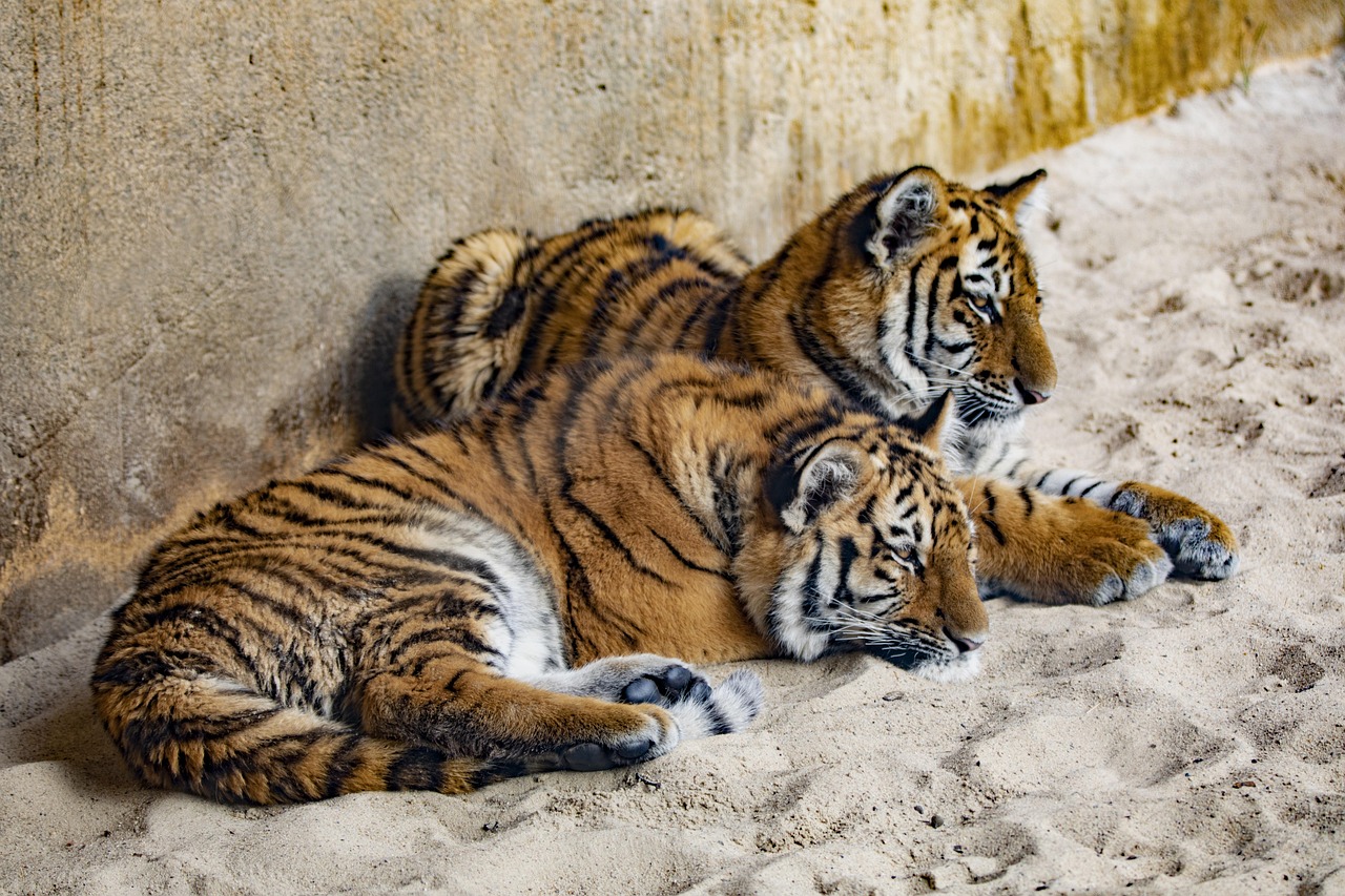 two sleepy tiger cubs