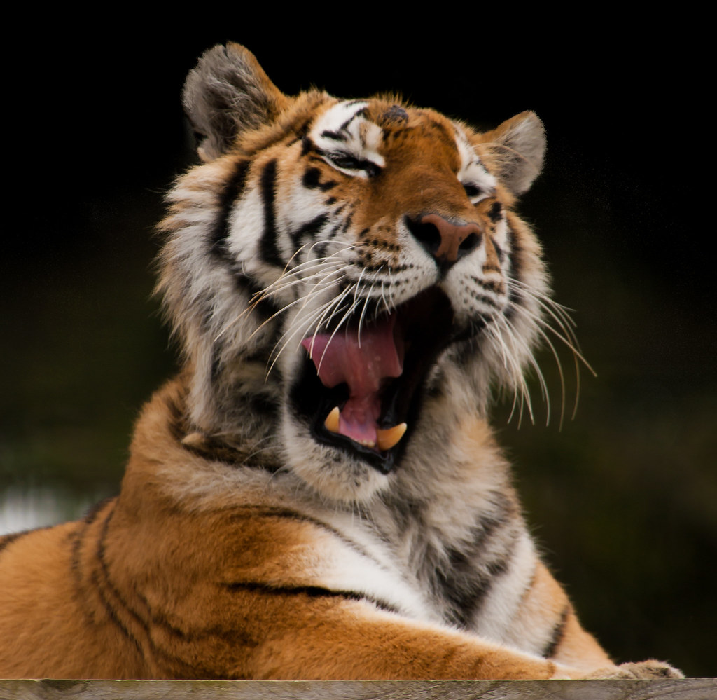 a tiger yawning wide